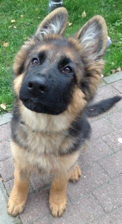 немецкая овчарка щенок, овчарка, собака немецкая овчарка, немецкая овчарка, премиум щенок немецкой овчарки