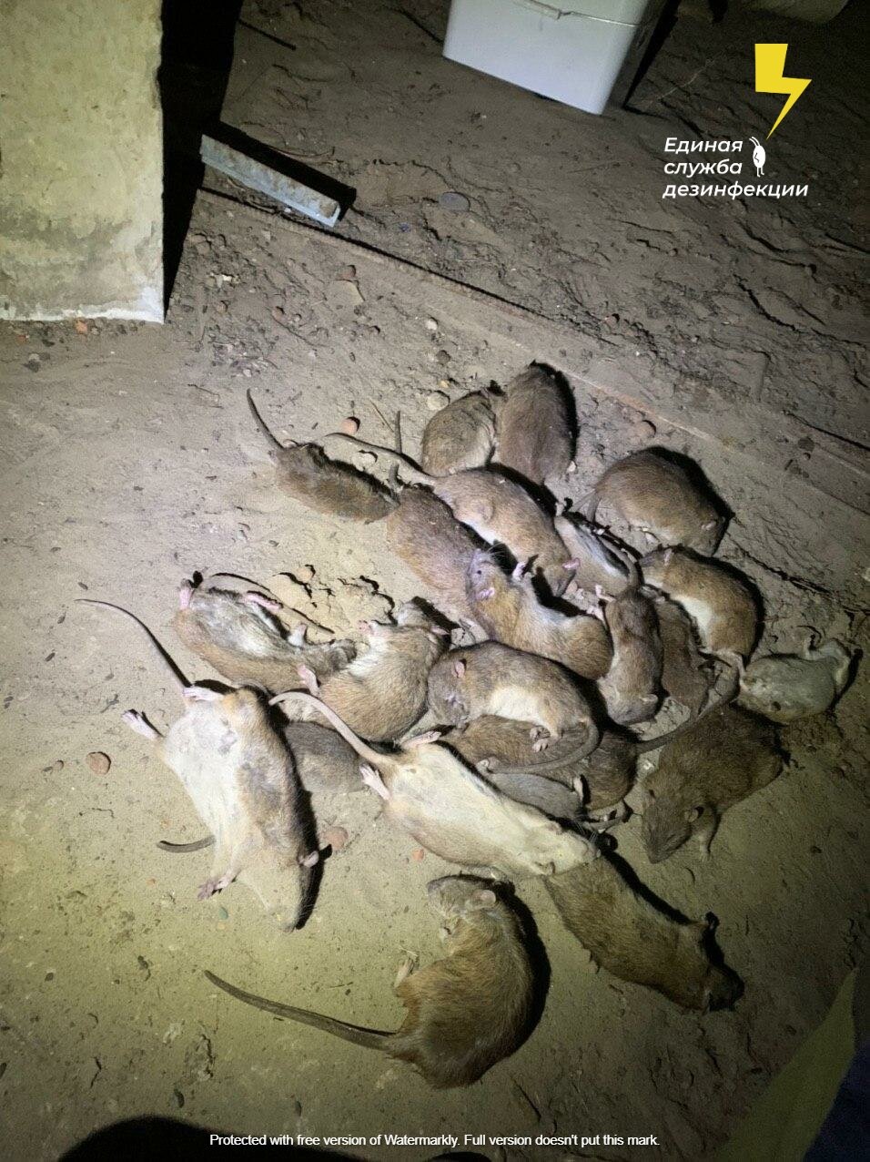 браконьеры, много крыс, рыбалка, рыба на коняевском водохранилище, много крыс в подвале