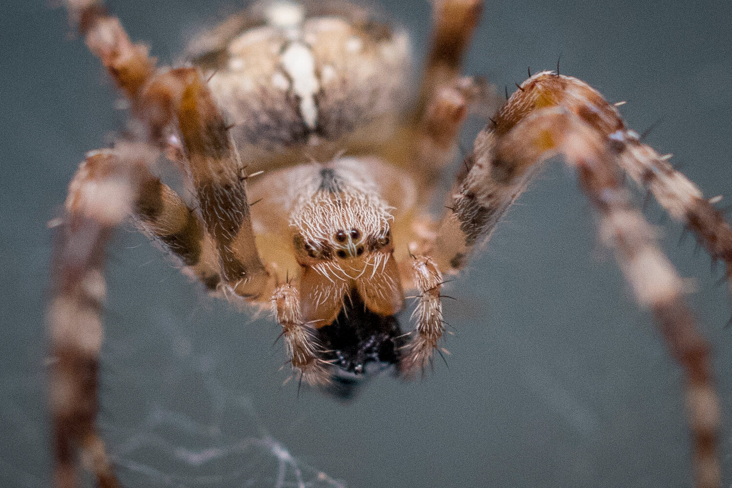 паук, agelena паук, крестовик обыкновенный паук, паук araneus angulatus, паук макросъемка головогрудь
