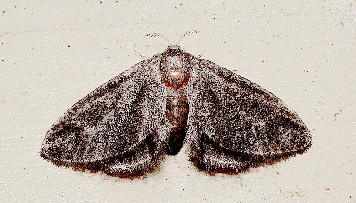 moth, моль совка мотылёк бабочка, пяденица обдирало, пяденица дымчатая сумеречная, пяденицы