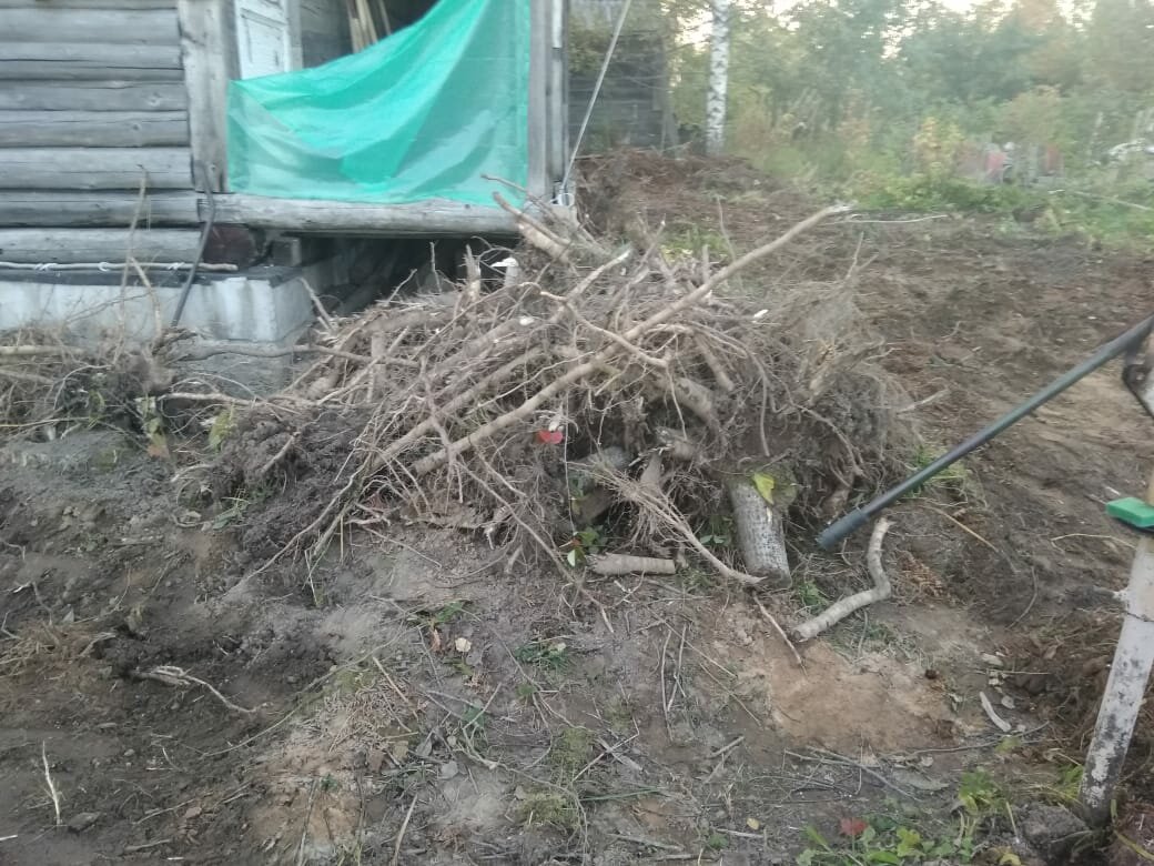 сныть для компоста, укрытие винограда соломой, огородов, природа, корчевать вишню