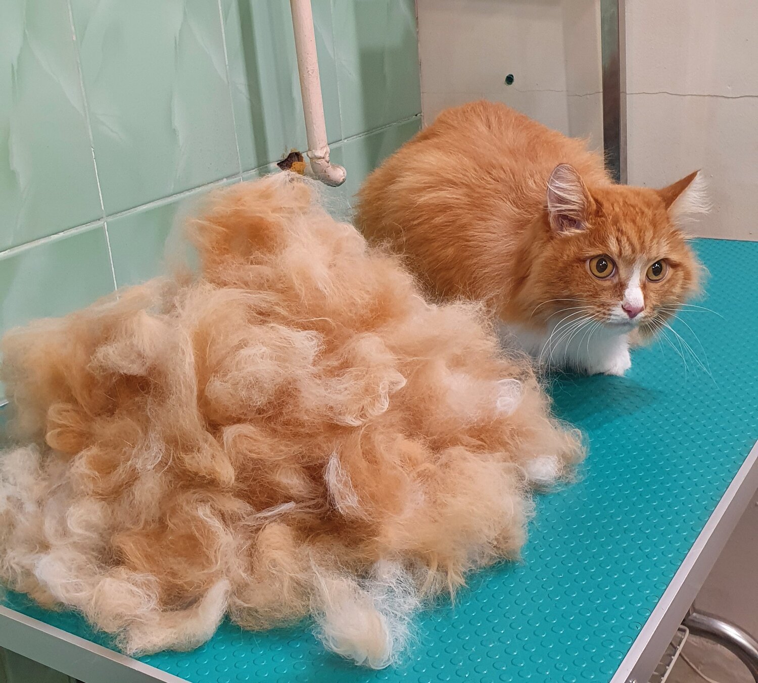 домашние животные, пушистый, котик, ласковый котик, домашние коты