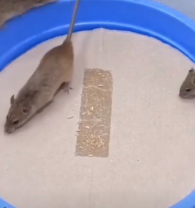 крыса мышь, крысы в доме, декоративная крыса агути, крыса песчанка, крыса