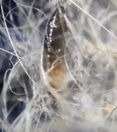 под микроскопом, насекомое, природа, плотная паутина, паразиты