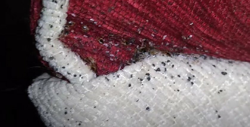 яйца клопов, клопы, яйца клопов домашних, яйца постельных клопов, гнездо клопов