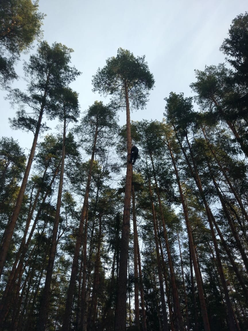 сосновый лес, лес, природа, сосна, вырица лес