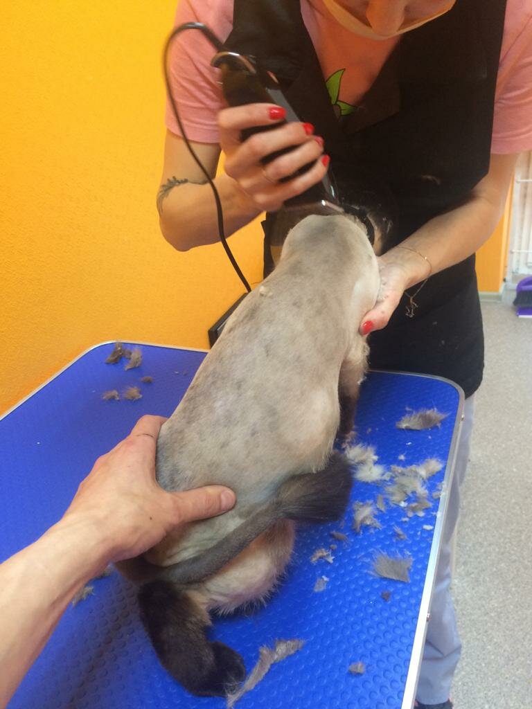 животное, шерсть, стрижка кролика в нижнем новгороде, травмы при стрижке кошек, собака в