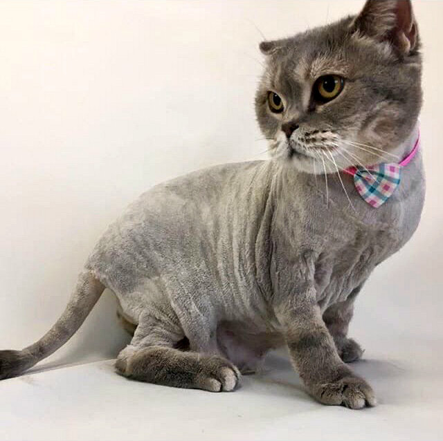 британская короткошёрстная кошка, кот, стрижка кота, стрижка котов, шотландская вислоухая кошка