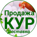 Куры76