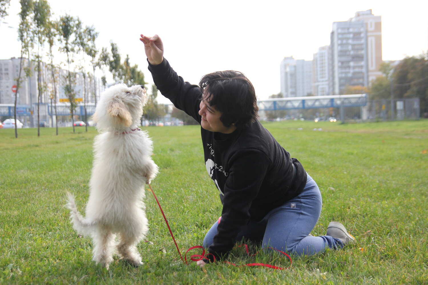 собака белая, собака, dog, мальтийский бишон, маленькие собаки