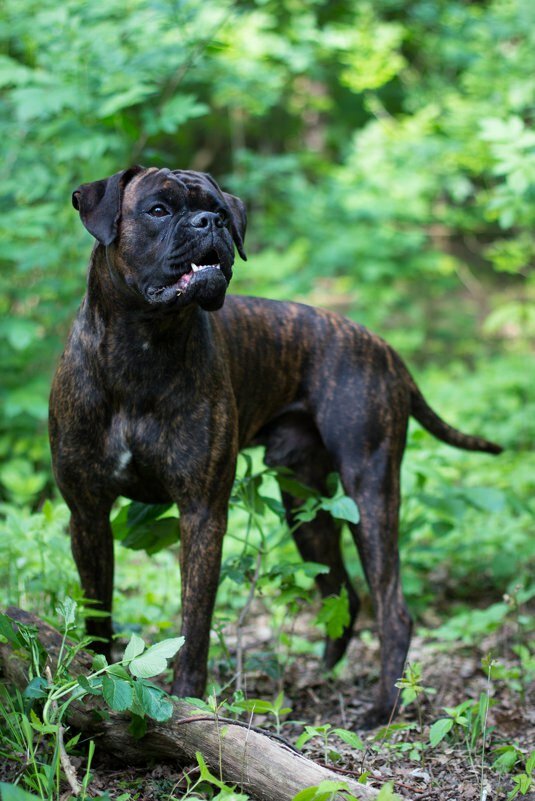 бульмастиф тигровый, бульмастиф черный, кане корсо тигровый, кане-корсо, стаффордширский бультерьер тигровый