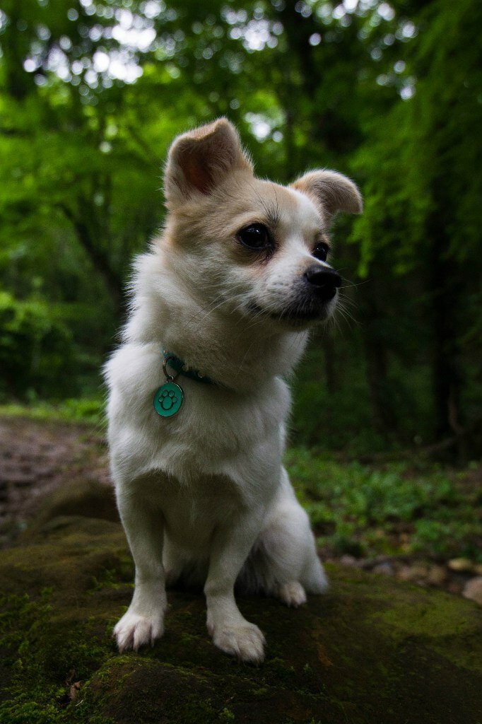 чихуахуа длинношерстные, чихуахуа, вельш-корги пемброк, стрижка чихуахуа длинношерстного, микро чихуахуа длинношерстные