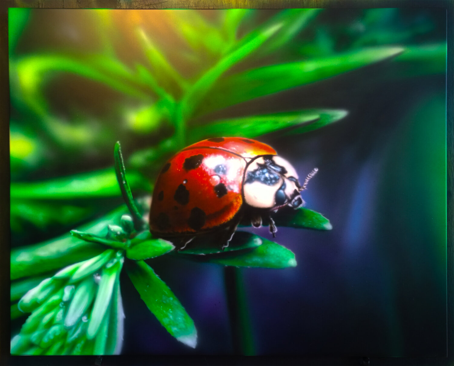 жук божья коровка, красная божья коровка, божия коровка, божья коровка удивительная, божья коровка ползет