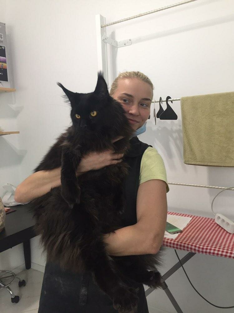 мейн-кун, мейн кун черный подстриженный, кот, кошечка, черный мейн кун родословная