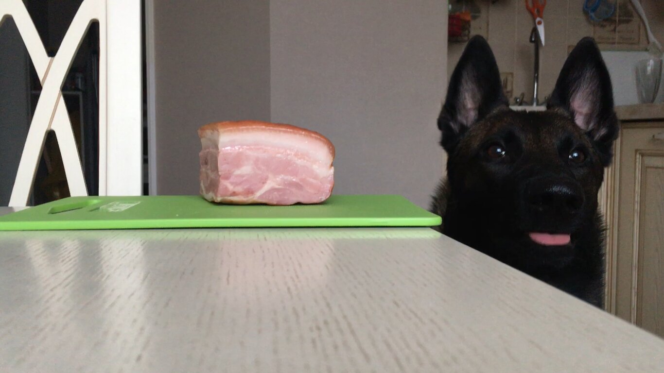 немецкая овчарка маленькая черная, собака, немецкая овчарка, любимые животные, овчарка