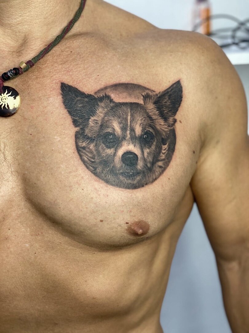 тату собака на грудине мужские, татуировка, tattoo, татуировки животные, наколка чихуахуа