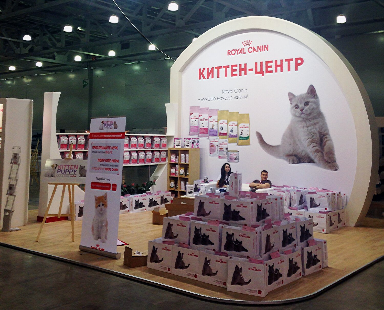 британская короткошёрстная кошка, британцы, мероприятие, выставка, котик