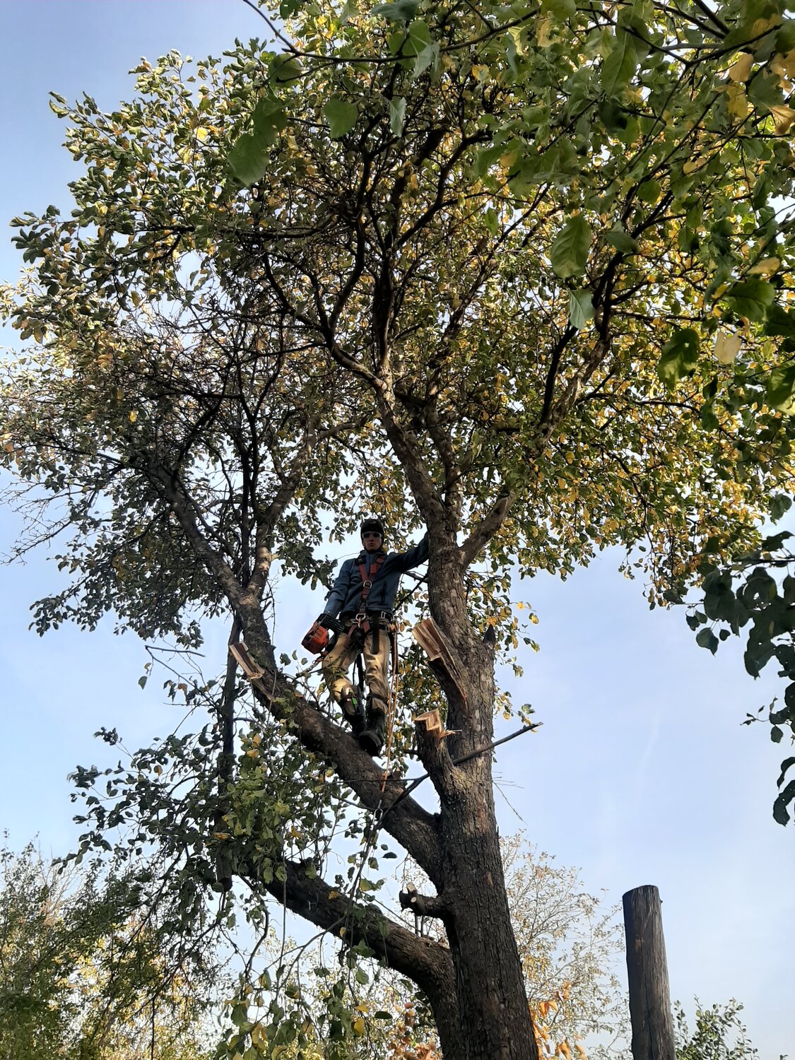 кронирование дуба, природа, кронирование деревьев береза, ясень кронирование, спил деревьев сочи