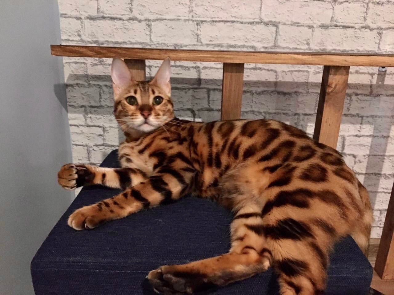 бенгальская кошка, бенгальская кошка большая, бенгал кошка, бенгал добрый, бенгальская кошка упитанный