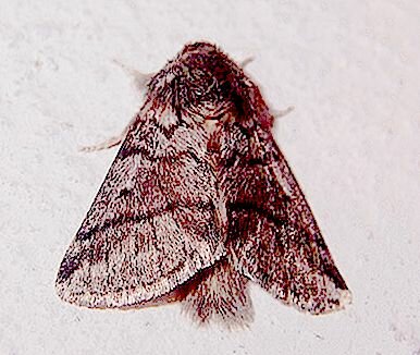 березовую пяденицы (biston betularia), берёзовая пяденица, moth, березовая пяденица эволюция, меланизм березовой пяденицы