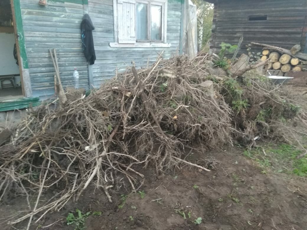 бузина выкорчевать, сныть для компоста, растения, корчевать вишню, дерев