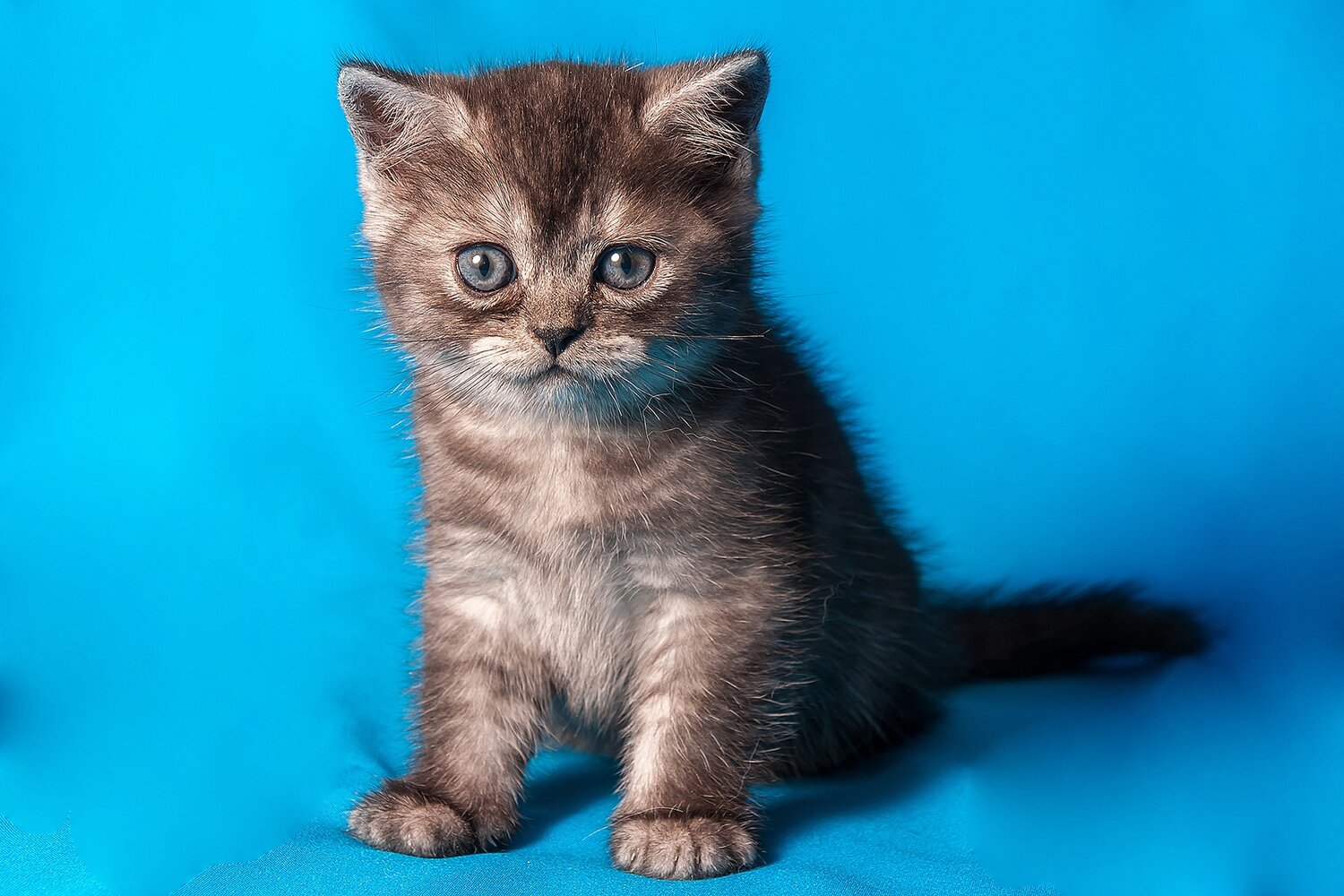 котёнок, кошечка, кошка, дымчатый котенок британец, кот