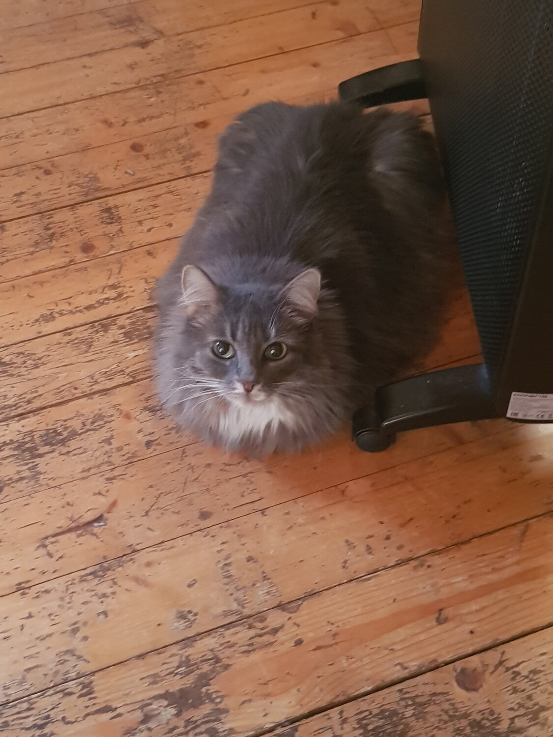 кошка, кошка васена, серый кот, коты, животные кошки