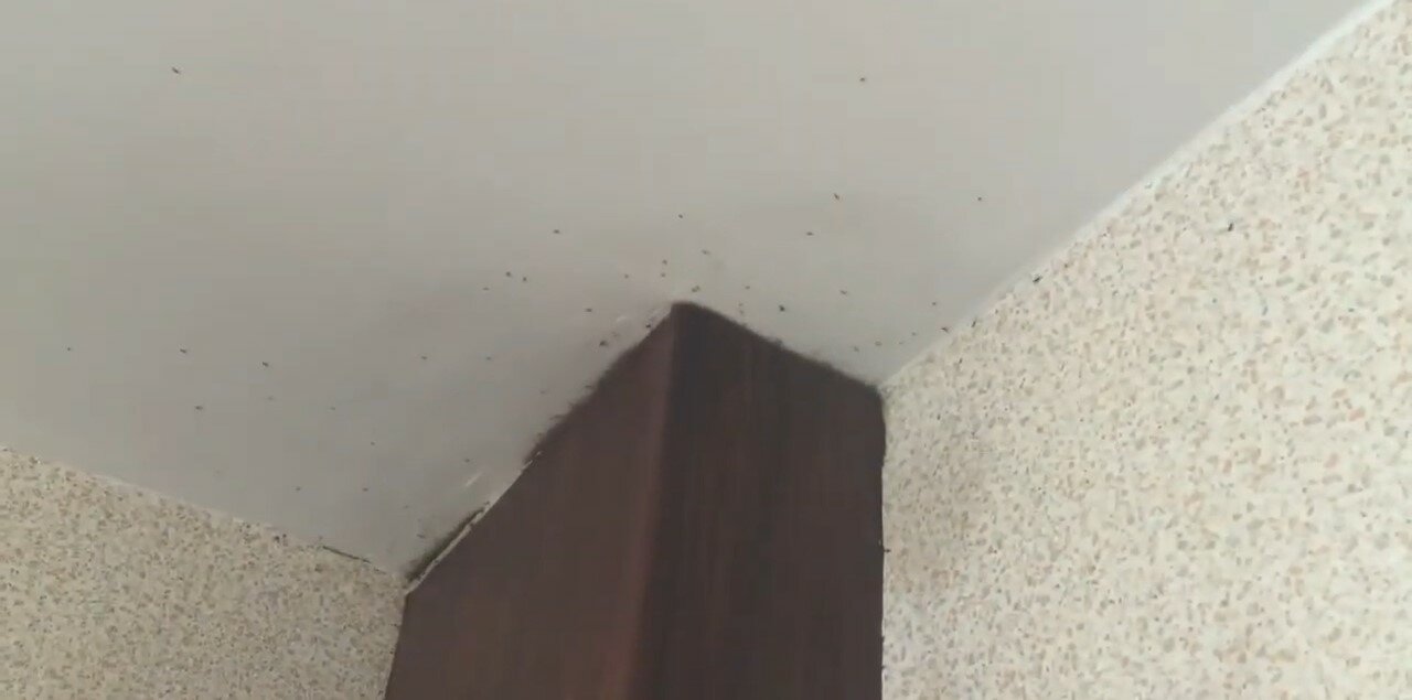 на потолке, плесень на стенах, от плесени на стенах, плесень под обоями, в квартире