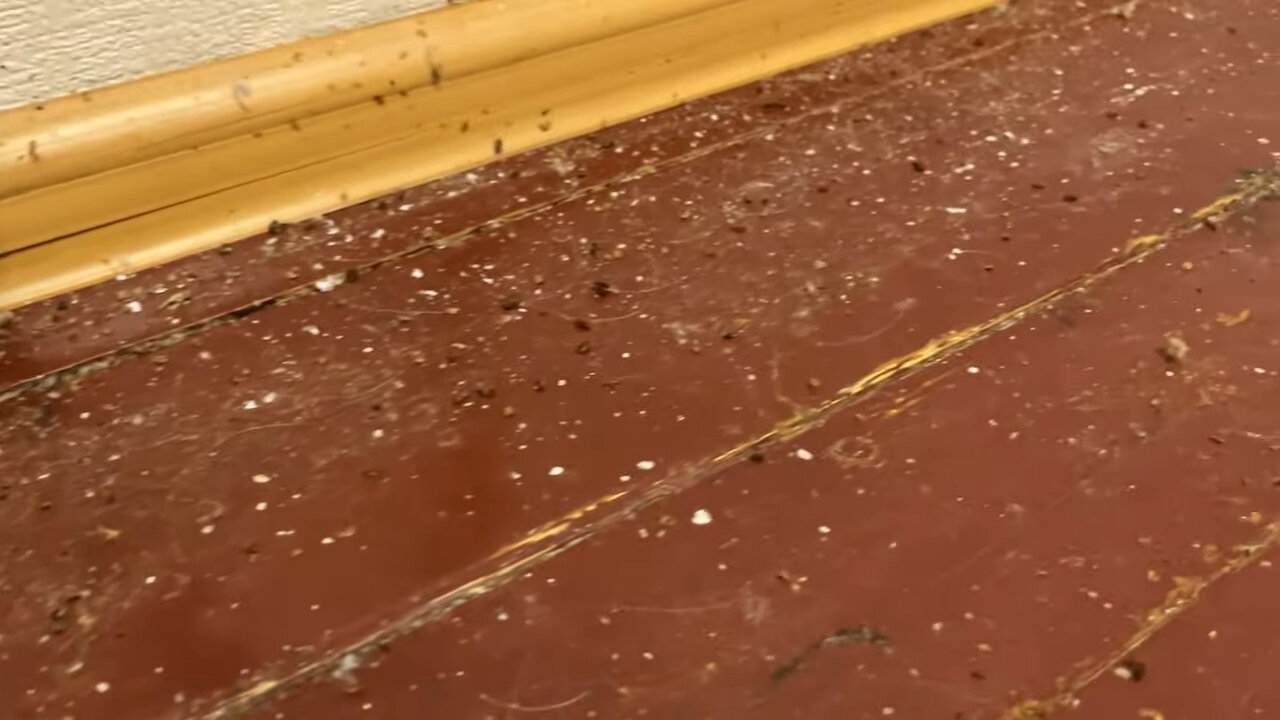 ламинат, клопы в доме, клопы, кожееды в квартире, домашние клопы