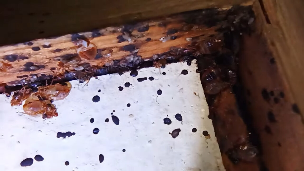 клопы, гнездо клопов, клопы домашние, постельные клопы, клоп домашний