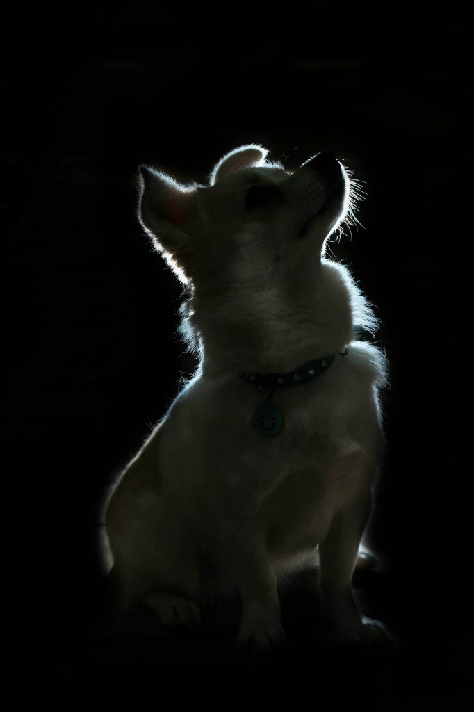 собака, животное, животные, смешные животные, любимые животные