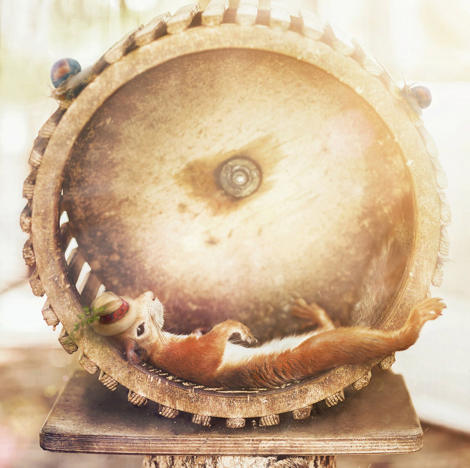 деревянное колесо для белки, тарелка из среза дерева, времен, тела, малазийский национальный барабан rebana