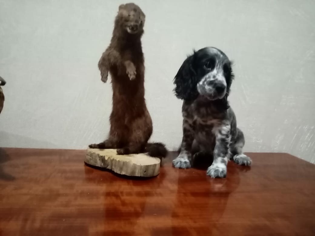 русский охотничий спаниель, русский спаниель, кокер спаниель псков, кокер спаниель русский охотничий, кокер спаниель