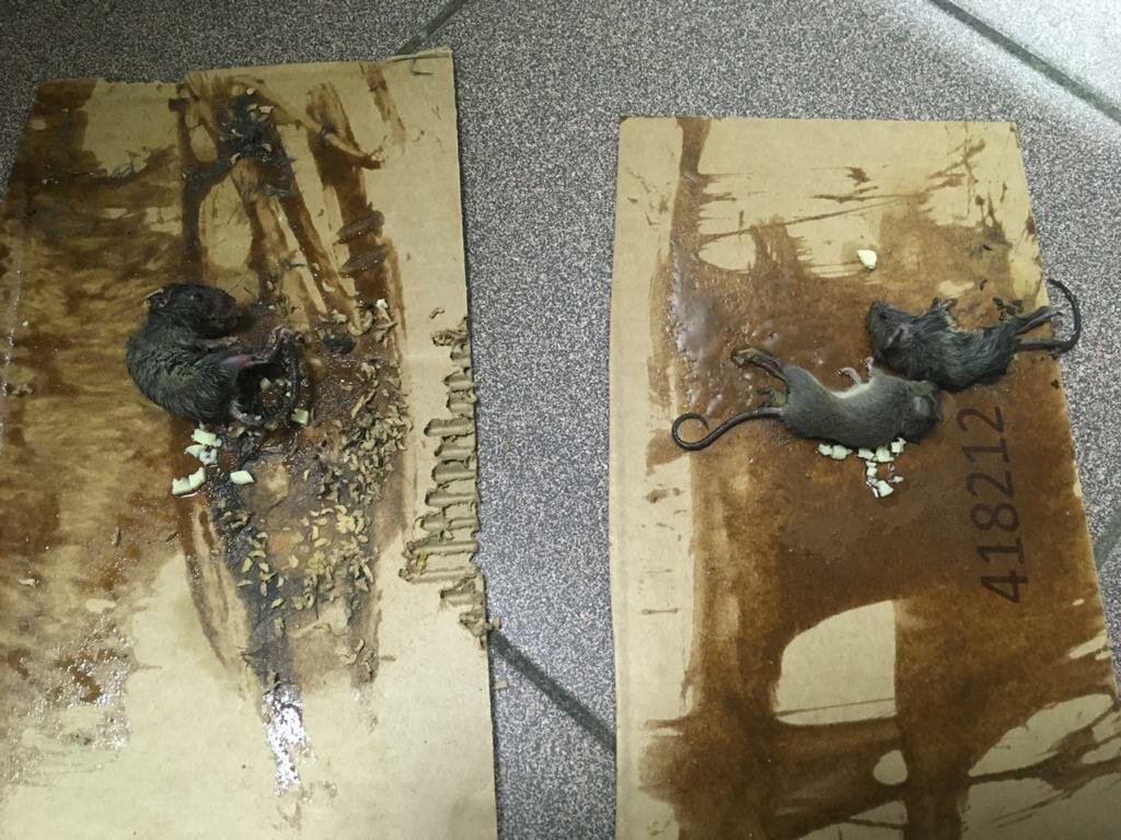 картина, изобразительное искусство, масляная живопись, art, современное искусство