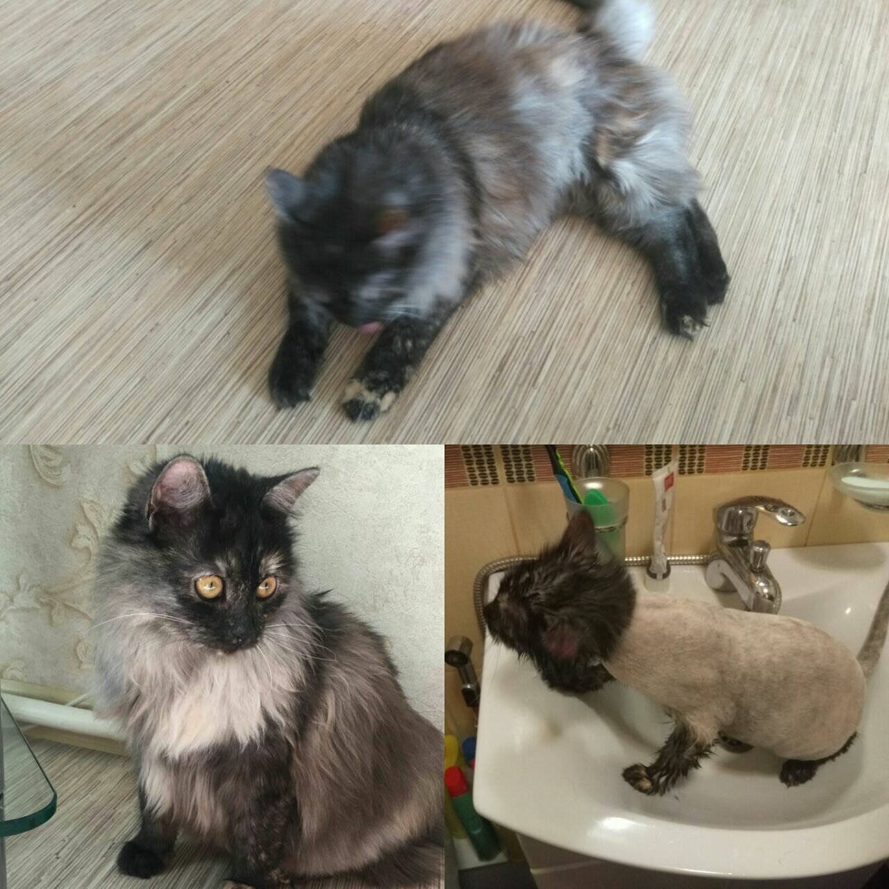 кошка, кошечка, котик, кот, сибирская кошка