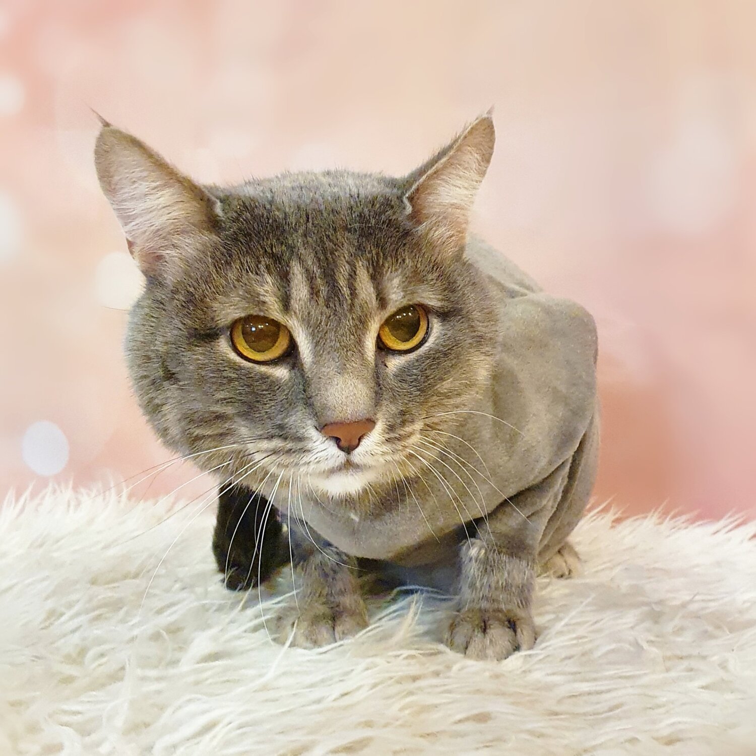 cat, кошка, кот, кошка мяушка, котик