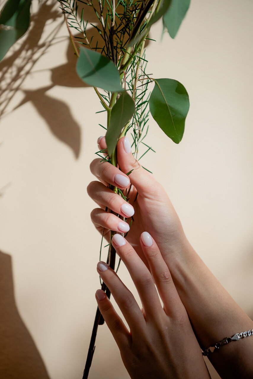 фикус бенджамина, растение, фикус моник, отросток бенджамина, растения