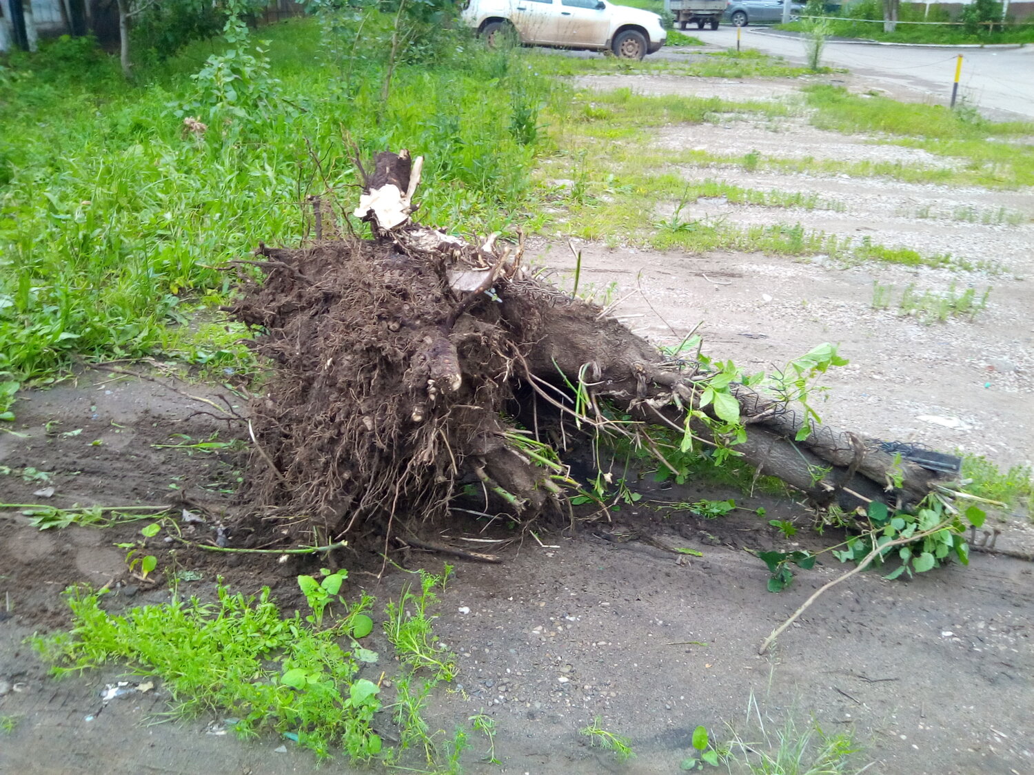 дерев, корни деревьев, большие деревья, после урагана, пень