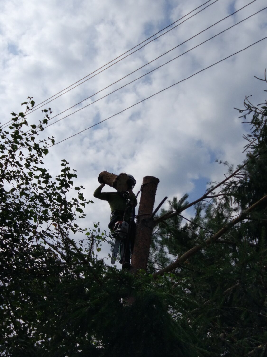 спил деревьев над проводами, спил деревьев в кемерово, спилить дерево на своем участке, спил деревьев в егорьевске, безопасный спил деревьев