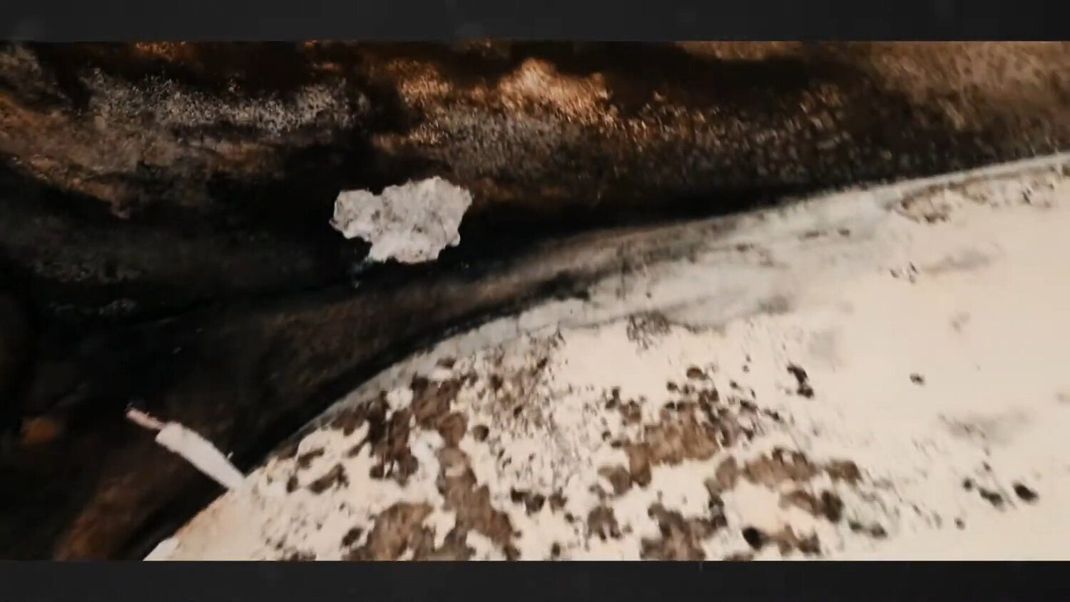 botryobasidium candicans, sphaerias blanfordi, botryobasidium, crustomyces subabruptus, radulomyces confluens