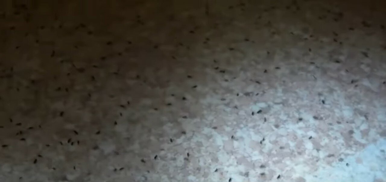 штукатурка, декоративная штукатурка, шелковая штукатурка, столешница, насекомое