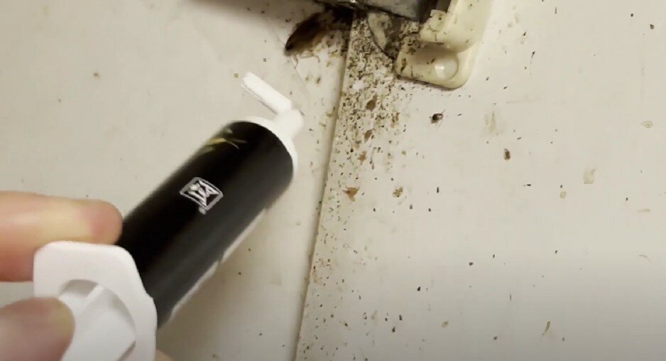 насекомое, клопы на стенах, домашние клопы, клопы на стенах в квартире, клопы в доме