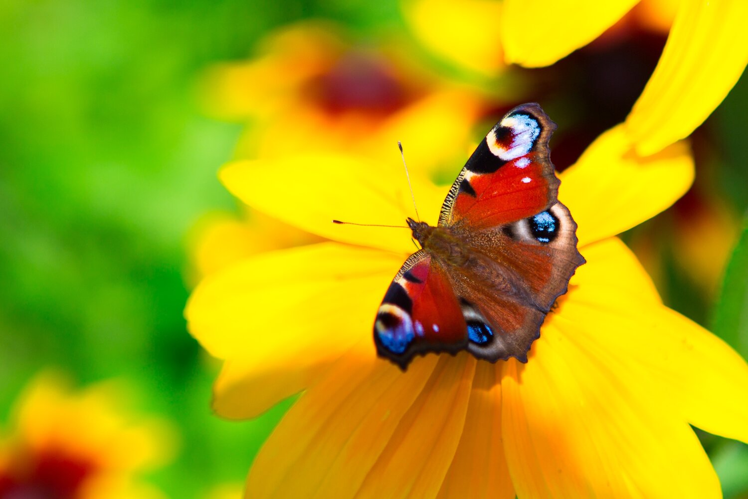 бабочка павлиний глаз, бабочка, лето бабочки, самые красивые бабочки, бабочка кардинал