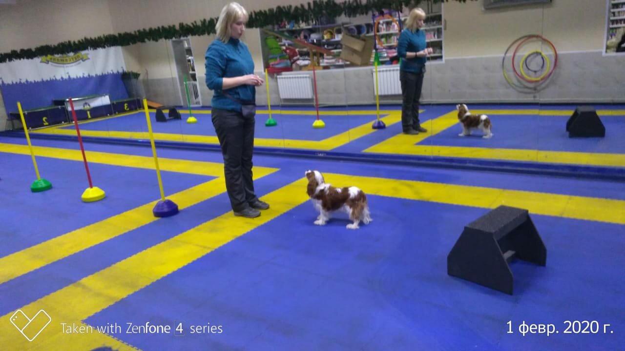 выставка собак антла мкоо атлантида, петсвиль в перово, выставка собак 2020, аджилити, школа юных собаководов москва