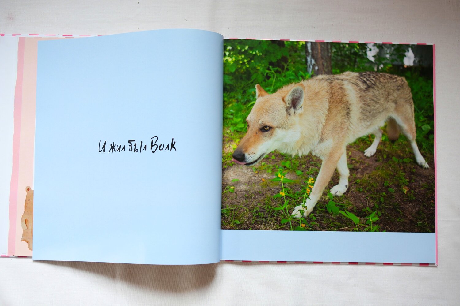 кенайский волк canis lupus alces, canis lepophagus, canis lupus campestris, животное, волк