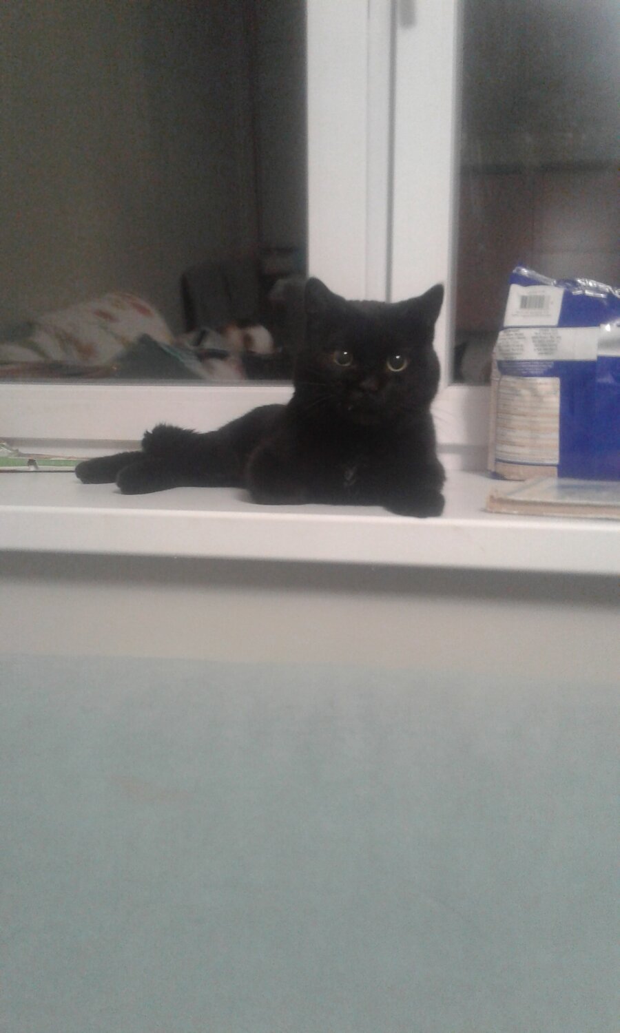 кошка, черный кот в квартире, кошечка, бомбейская кошка, черный британский кот 5 месяцев