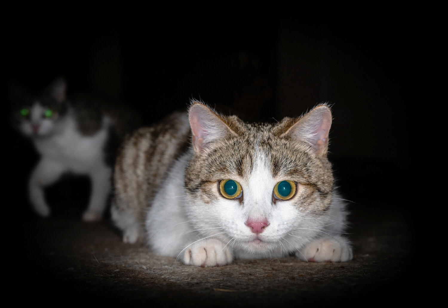 кот, белая беспородная кошка, кошек, котэ, кошка