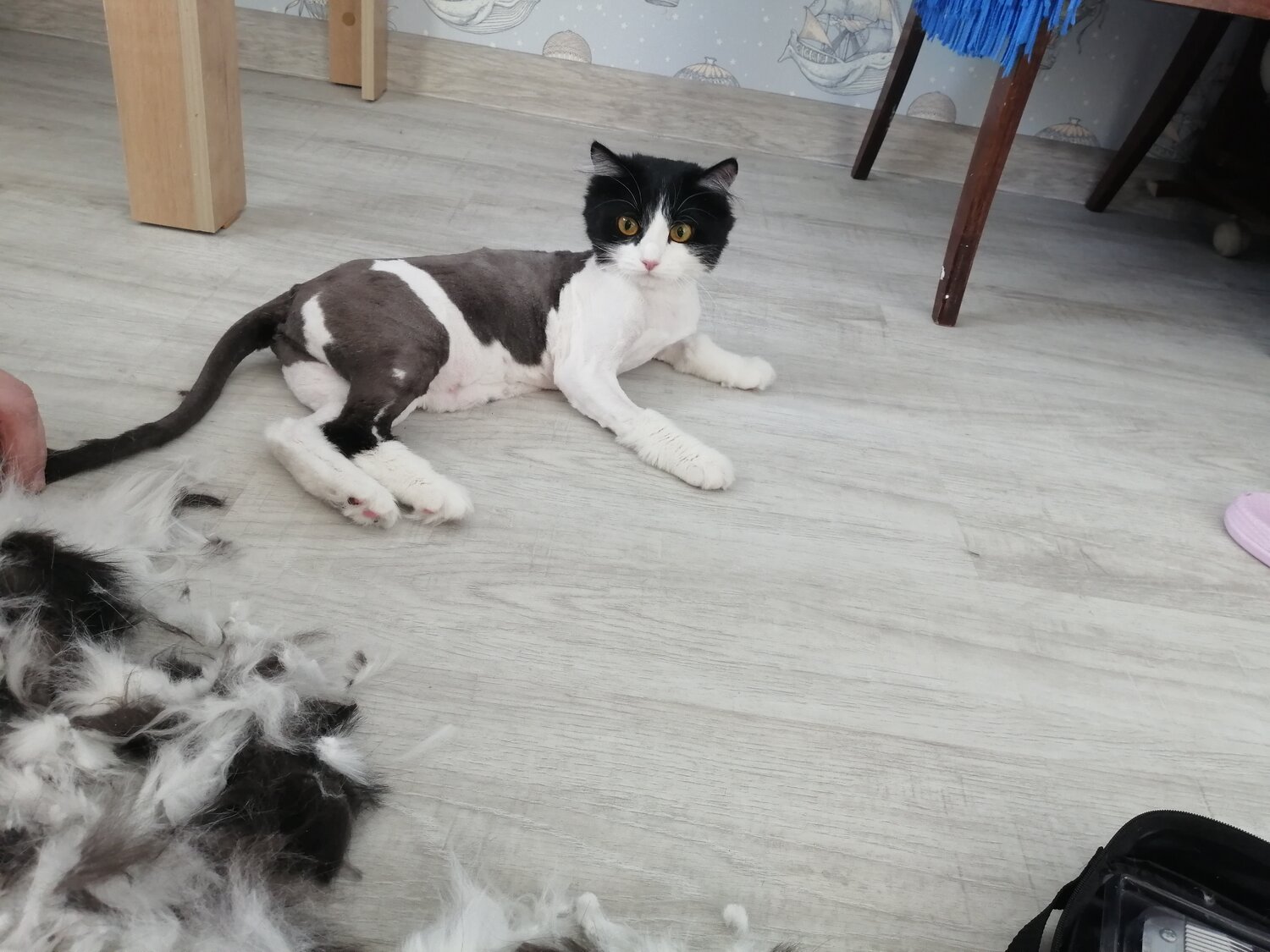 кошка, кот, кошечка, домашние животные, котик
