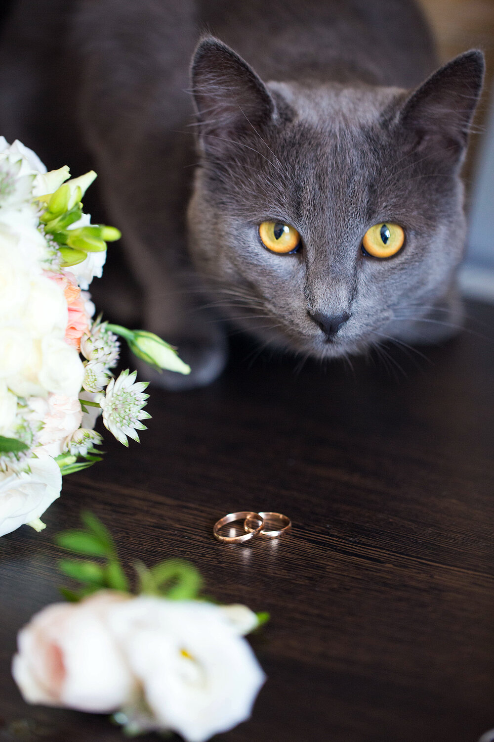 кошка серая, кот серый, кот, кошечка, бася кошка русская голубая