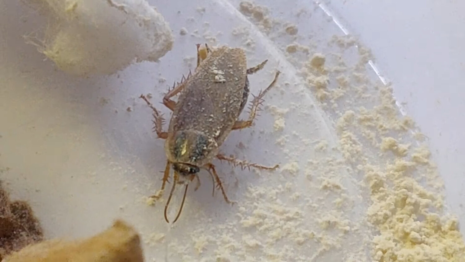 таракан, мраморный таракан, таракан домашний, таракан таракан, американский таракан